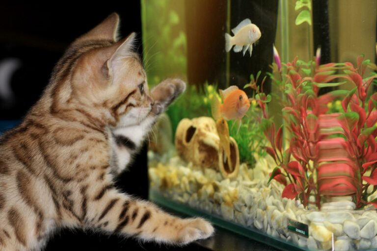Jakie ryby warto mieć w akwarium?